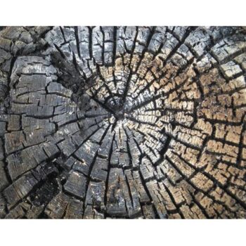 tree stump natural spray paint black wood occasional table rental