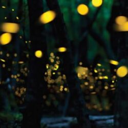 Lightning Bugs Lights for your New Orleans Wedding Event Film Set project