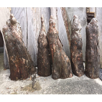 18 inch inches cypress knee wood decor natural rent rental