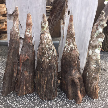 cypress knees natural decor assorted 24 inch inches rental