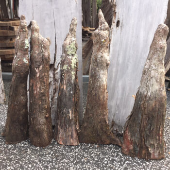 cypress knees natural decor assorted 24 inch inches rental
