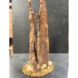 cypress knees natural decor assorted 36 inch inches rental