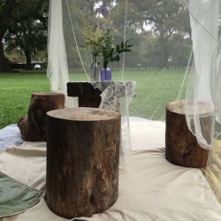 tree trunk stumps wood naturals decor rental