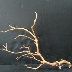 manzanita branches brown naturals decor rental