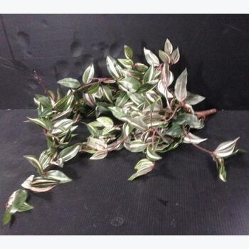 wandering jew plant artificial decor rental