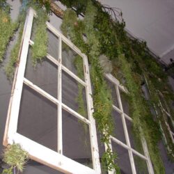 White window frames hanging with moss