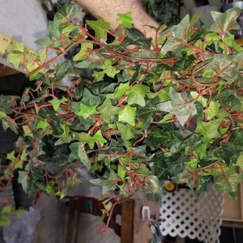 english ivy artificial vine decor rental