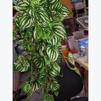 peperomia bush artificial decor rental