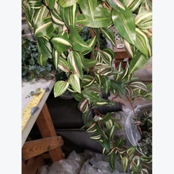 wandering jew plant artificial decor rental