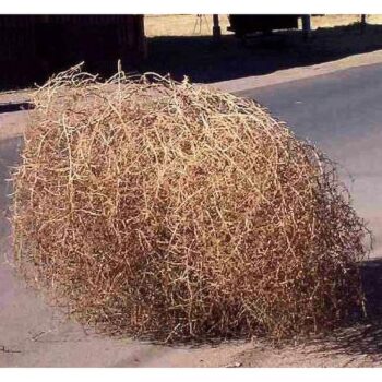 Large tumbleweed sitting in the road