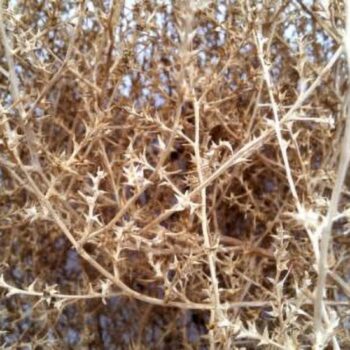 Close up of the tumbleweed structure