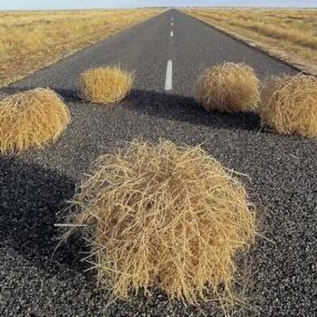 Five tumbleweeds on the road