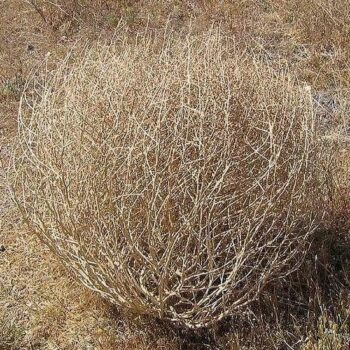 Tumbleweed on the ground