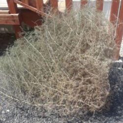 Tumbleweed on the ground near a fence