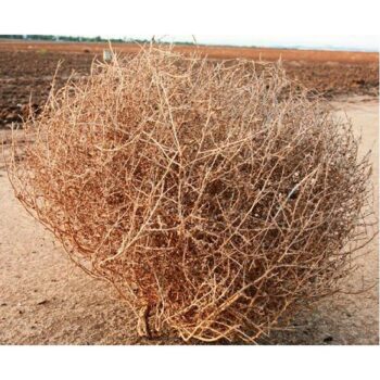 Tumbleweed on the ground against the horizon