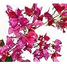 Artificial Silk Bougainvillea